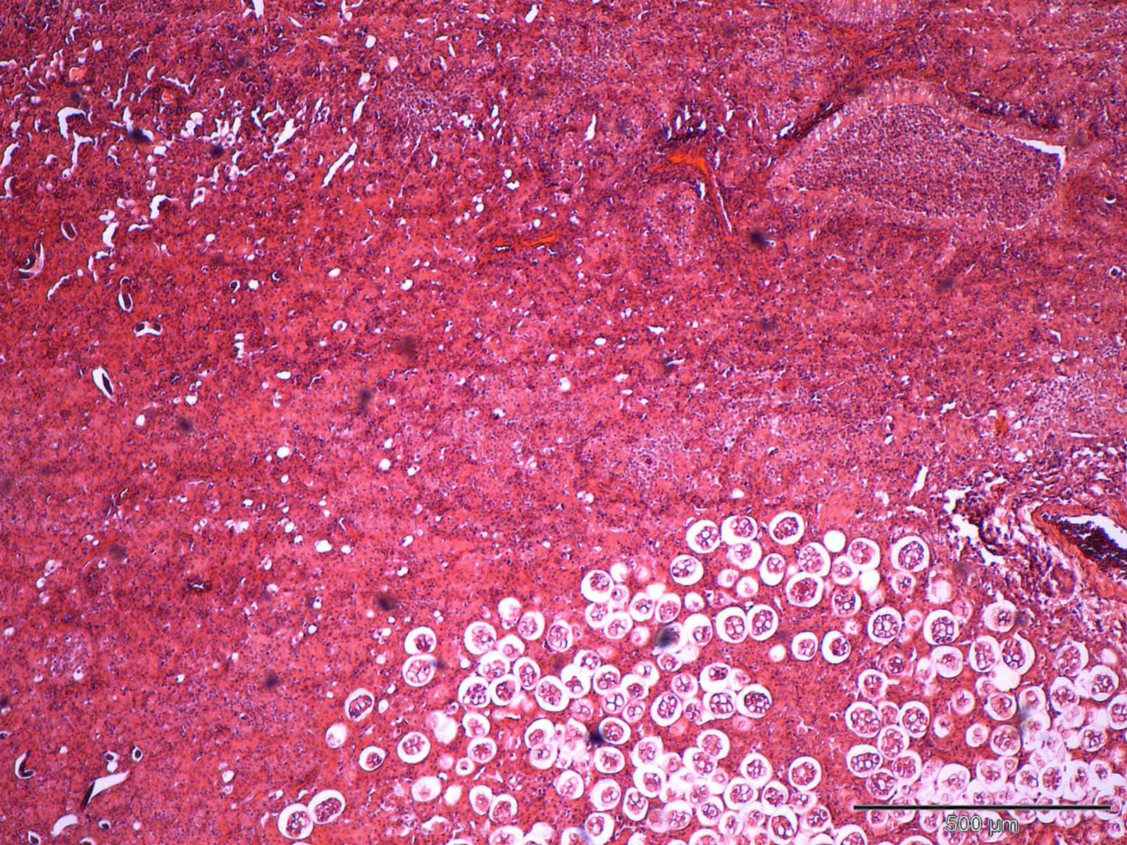 Feline Lungworm Case Study Cytopath