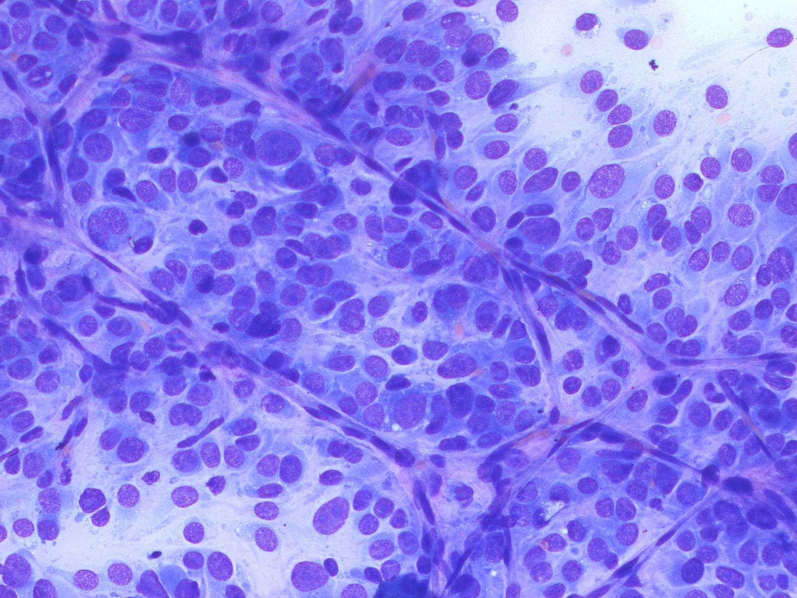 Cytology test for dogs image