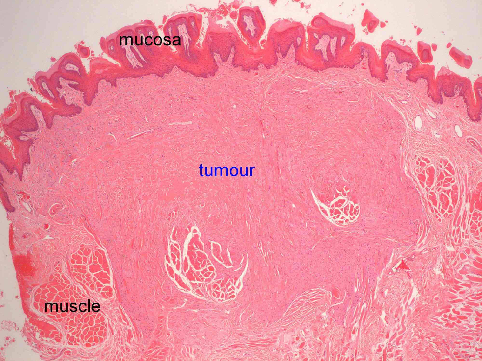 The Astonishing Role Of Nucleoli During [Key Biological Process] - ytgx9za