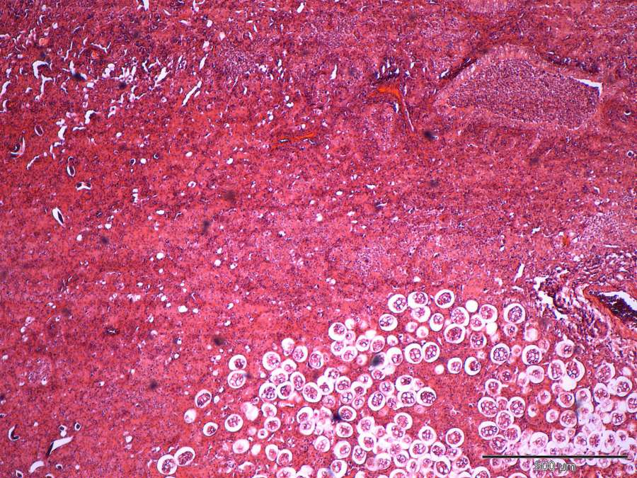 Feline Lungworm Case Study Cytopath