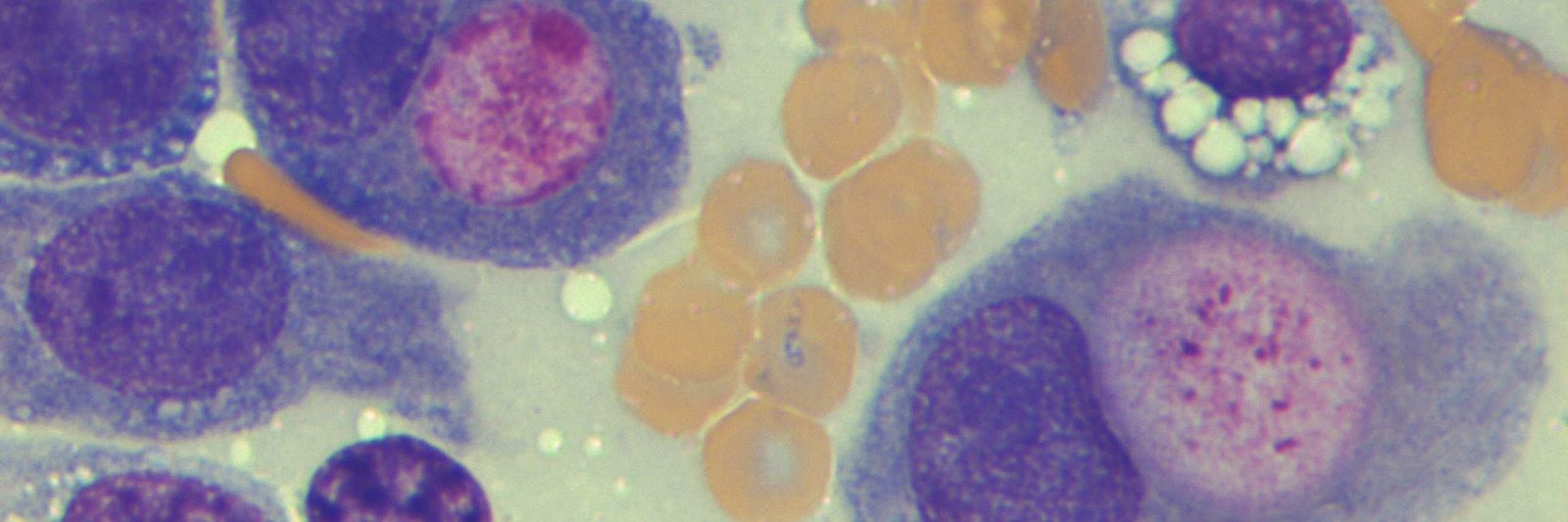 Cytology report image