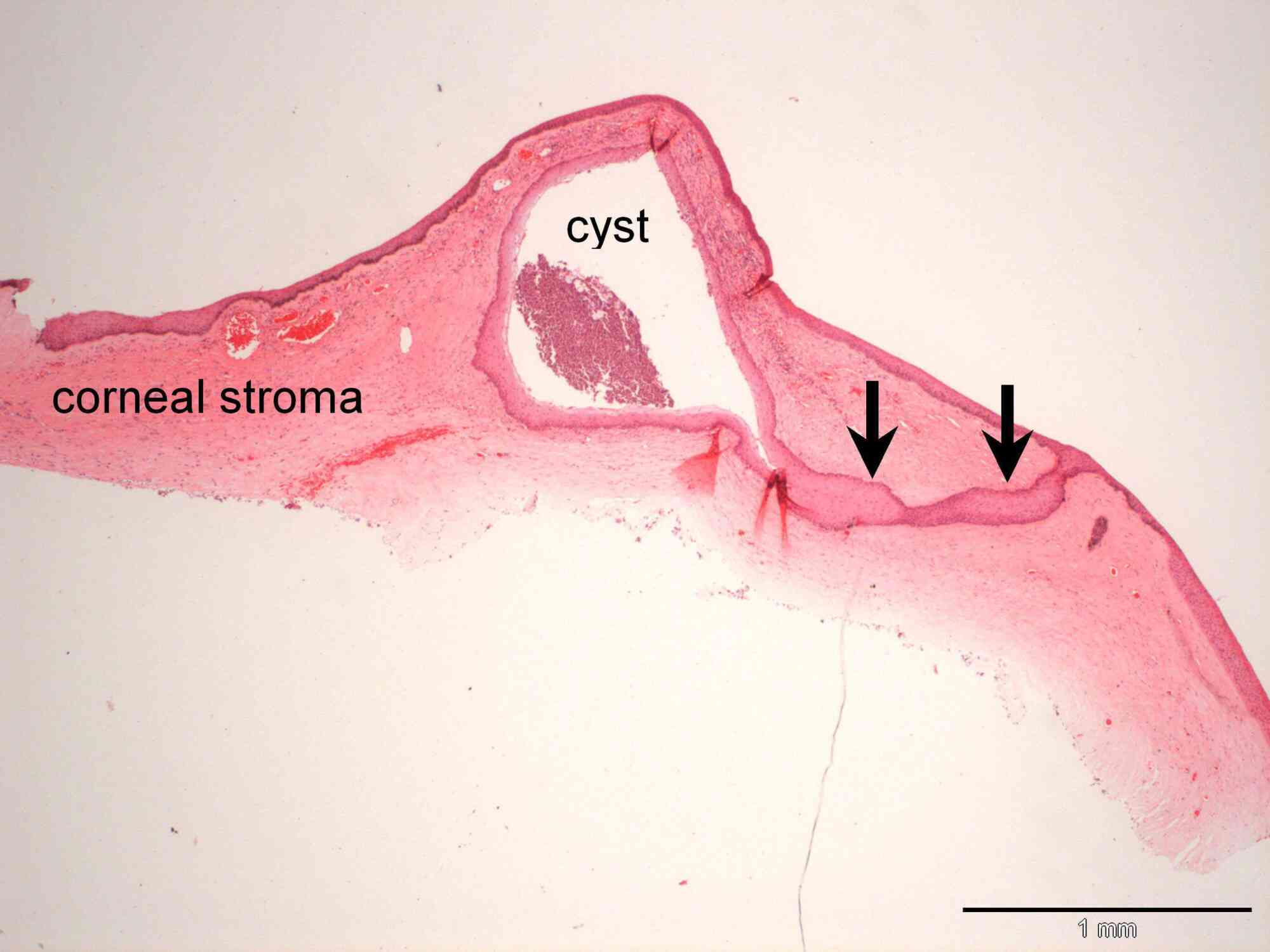 Corneal inclusion cysts in a dog | Case Study | Cytopath
